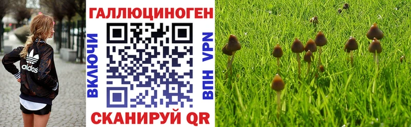 Галлюциногенные грибы Psilocybine cubensis  Морозовск 